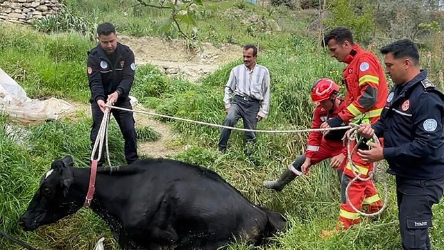 Seydikemer'de mahsur kalan inek itfaiye ekipleri tarafından kurtarıldı