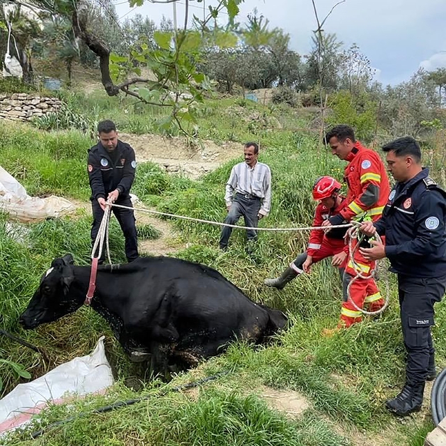 Seydikemer'de mahsur kalan inek itfaiye ekipleri tarafından kurtarıldı