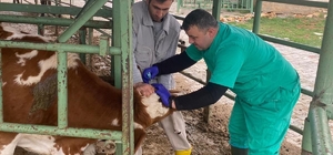 Beyşehir'de hayvan sağlığını koruma çalışmaları