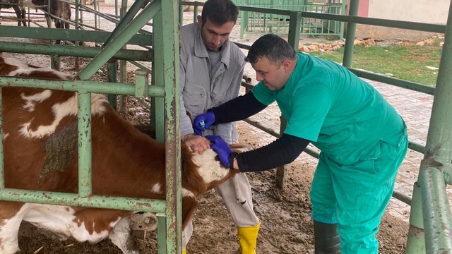 Beyşehir'de hayvan sağlığını koruma çalışmaları