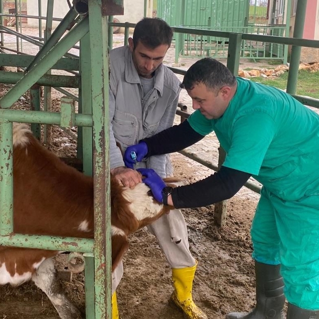 Beyşehir'de hayvan sağlığını koruma çalışmaları