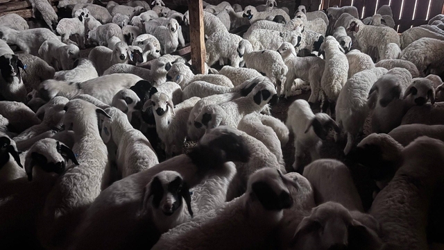 Sürülerde bahar hareketliliği: Kuzular annelerini böyle buldu