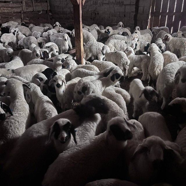 Sürülerde bahar hareketliliği: Kuzular annelerini böyle buldu