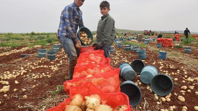 Türkiye'nin Suriye sınırında bereketli soğan hasadı