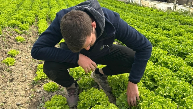 Bu sefer tarladan güzel haber geldi...35 liraya tarladan satılan marul yüzleri güldürdü
"Marul 2 lira, tarlada kaldı" paylaşımları doğru değil marul üreticisi mutlu
Kıvırcık marul, bu yıl ikinci ekimi yapmayanları pişman etti