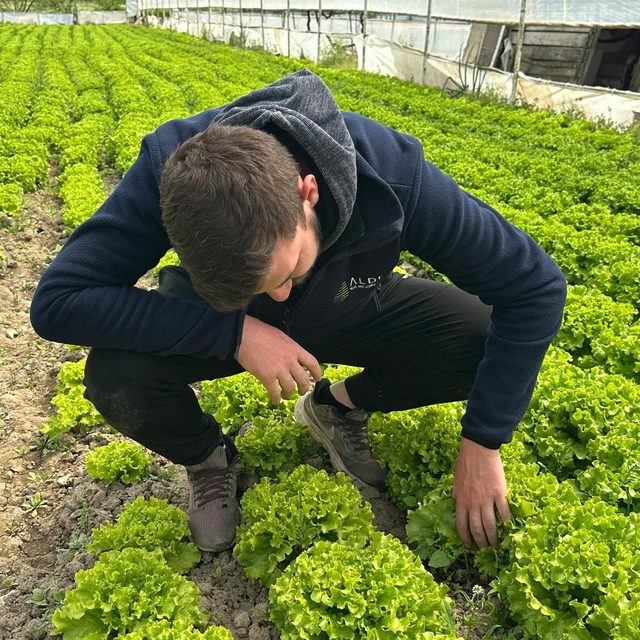 Bu sefer tarladan güzel haber geldi...35 liraya tarladan satılan marul yüzl...