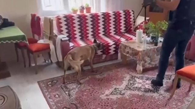 Silah tacirlerine operasyon: Çok sayıda silah ve uyuşturucu ele geçirildi