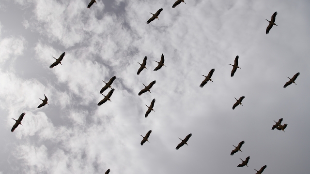 Göç yolculuğunu tamamlayan leylekler, martılarla aynı alanda buluştu