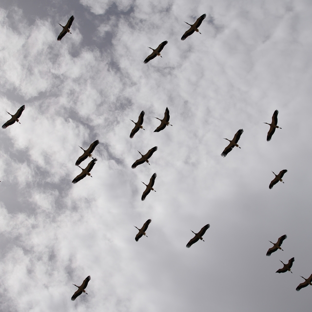 Göç yolculuğunu tamamlayan leylekler, martılarla aynı alanda buluştu