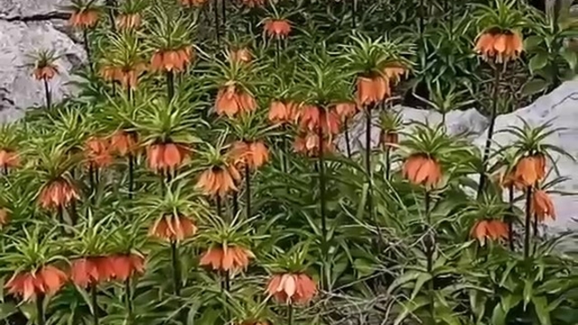 Diyarbakır'da 'ters laleler' doğayı renklendirdi