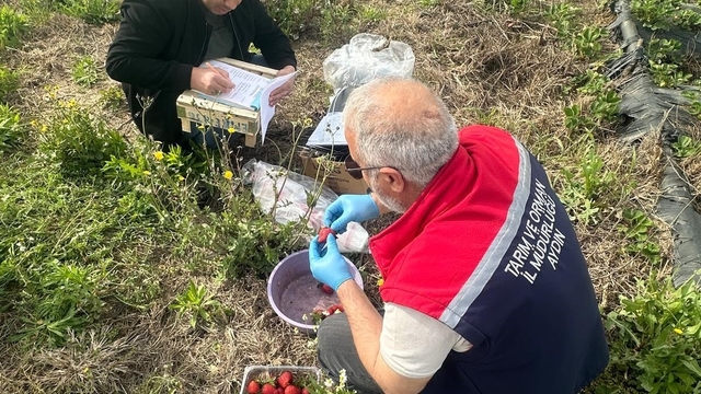 Aydın'da hasat öncesi çilek bahçeleri kontrol edildi