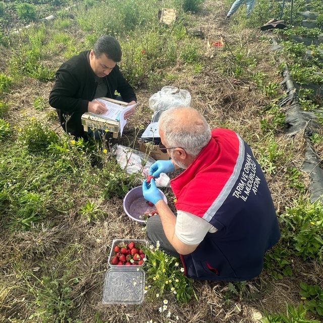 Aydın'da hasat öncesi çilek bahçeleri kontrol edildi