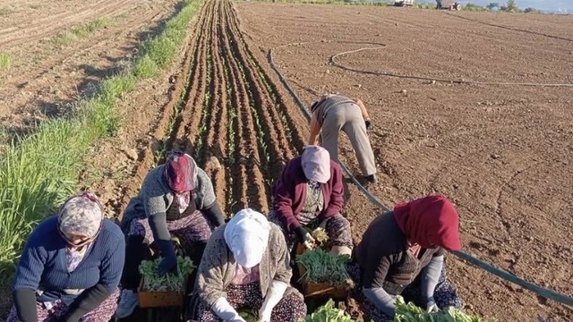 Karacasu'da çiftçilerin tütün mesaisi başladı
Tütün fidelerinin dikimine başlayan çiftçiler, avansların bir an önce ödenmesini bekliyor