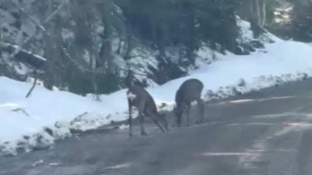 Kastamonu'da karacalar su içerken görüntülendi