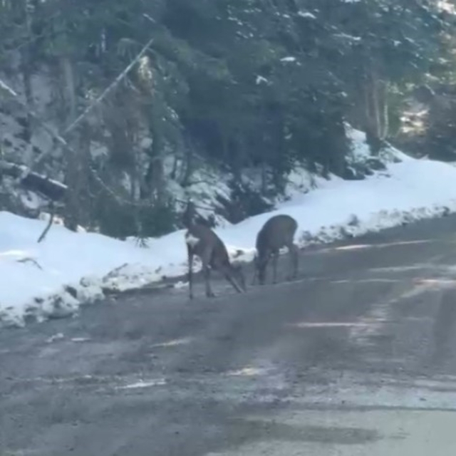 Kastamonu'da karacalar su içerken görüntülendi