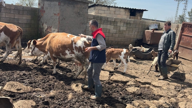 Cizre'de hayvan sağlığı için yoğun mesai