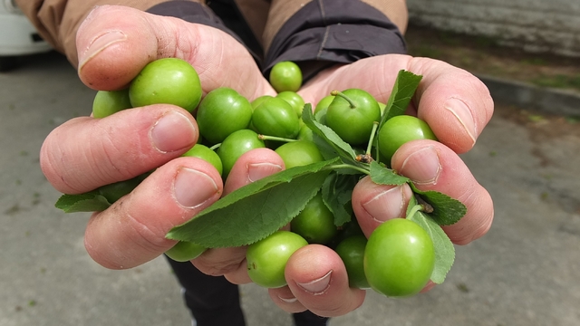 Balıkesir'de ilk erik hasadı yapıldı