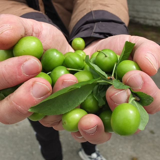 Balıkesir'de ilk erik hasadı yapıldı