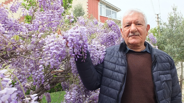 Balıkesir'de mor salkım güzelliği başladı