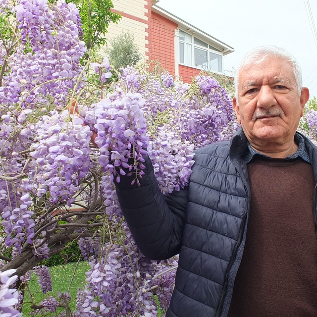 Balıkesir'de mor salkım güzelliği başladı