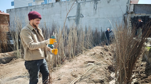 Ahlat'ta meyve fidanlarına ilgi