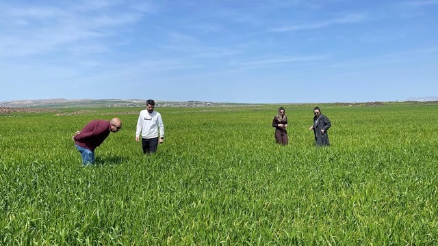 Cizre'de tarlalarda 'süne' mesaisi