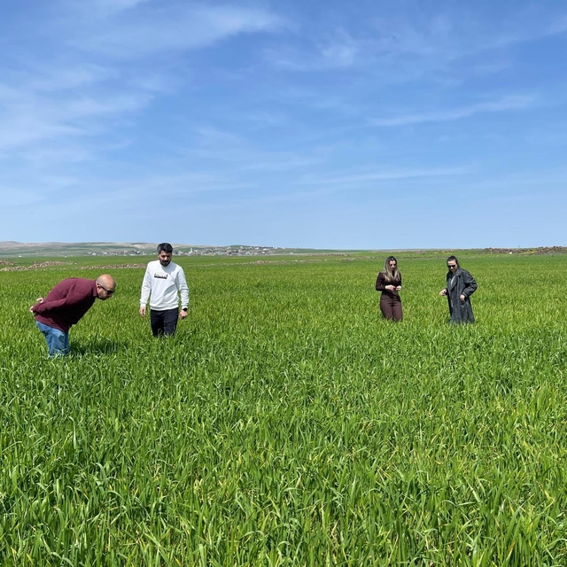 Cizre'de tarlalarda 'süne' mesaisi