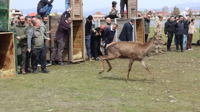 Ordu'da doğaya 16 kızıl geyik salındı