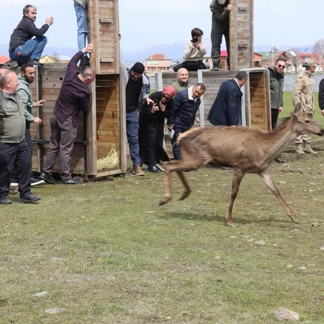Ordu'da doğaya 16 kızıl geyik salındı