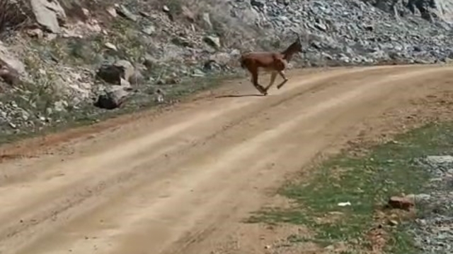 Kayalıklardan süzülen zarafet kameralarda
Gümüşhane'de iseniz dikkat, karşınıza yaban keçisi çıkabilir