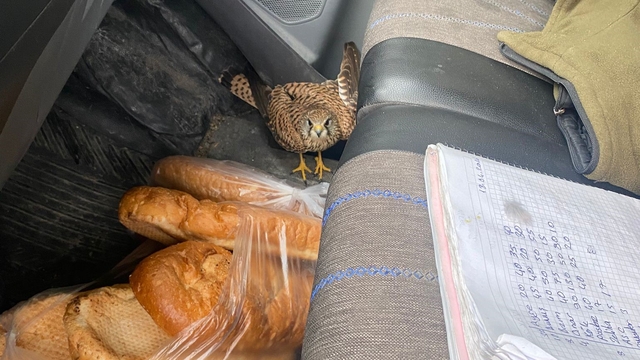 Dörtyol'da yaralı atmaca araca sığındı