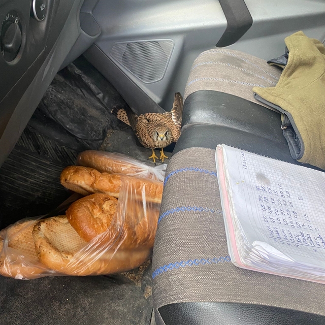 Dörtyol'da yaralı atmaca araca sığındı