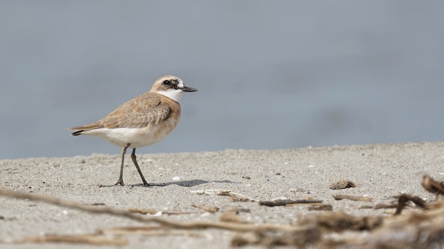 Çanakkale için yeni kuş türü: Büyük Cılıbıt