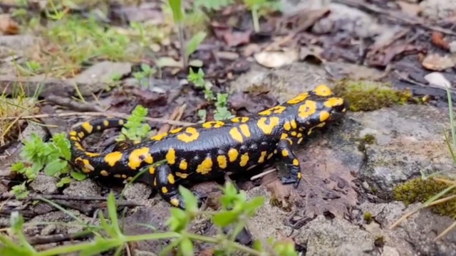 Kemaliye'de benekli semender görüldü