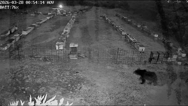 Bursa'da arı kovanlarına ayı saldırısı