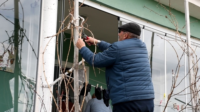 Geçen yıl don vurmuştu, Yozgatlı üzüm üreticisi bu yıl umutlu
