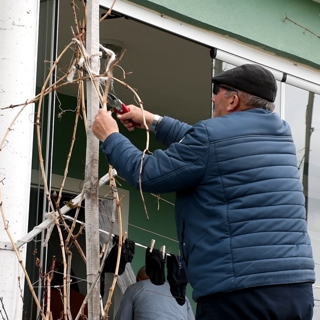 Geçen yıl don vurmuştu, Yozgatlı üzüm üreticisi bu yıl umutlu