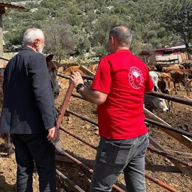 Adana'da "Güney Sarısı" bereketi: Yerli ırk üreticinin yüzünü güldürüyor