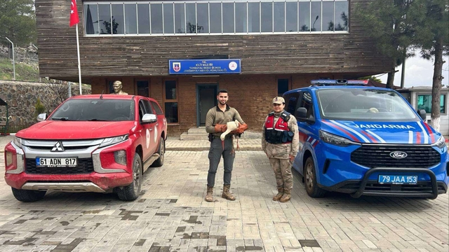 Kilis'te yaralı halde bulunan leylek tedavi altına alındı