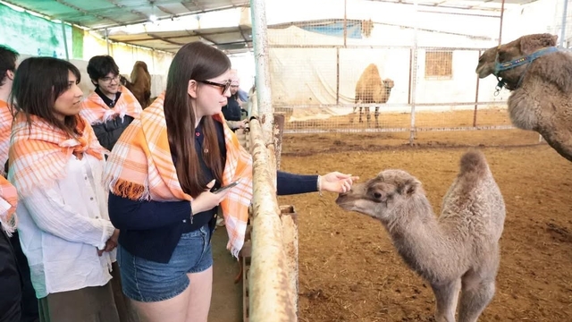 Estonyalı öğrenciler deve çiftliğini gezdi