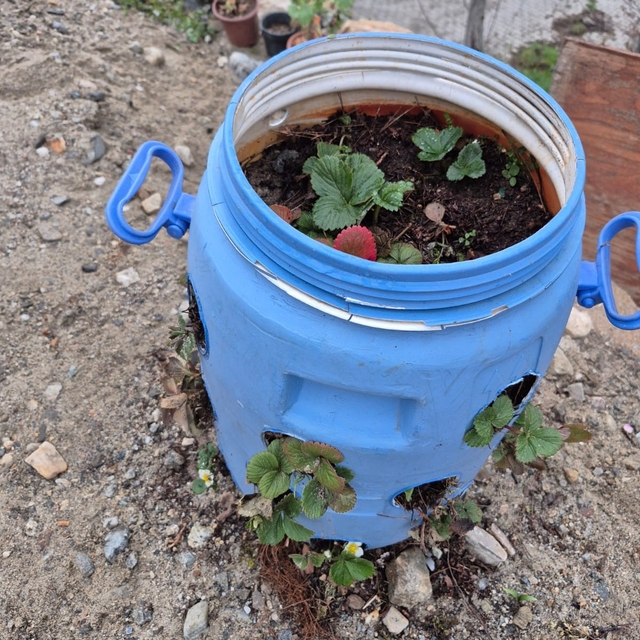 Buldanlı üreticiler atık malzemeleri tarımda değerlendiriyor