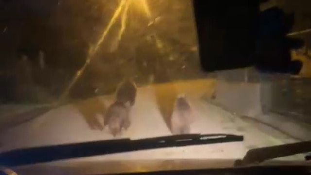 Zonguldak'ta aç kalan ayılar köye indi