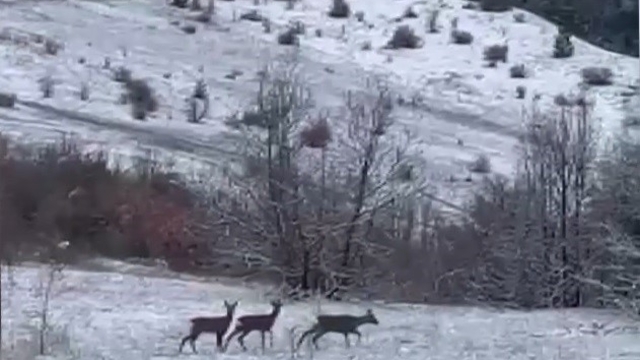 Nadir misafirler kar altında görüntülendi: Refahiye'de kızıl geyik heyecanı