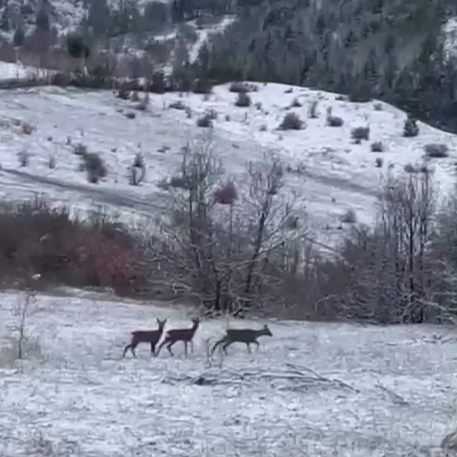 Nadir misafirler kar altında görüntülendi: Refahiye'de kızıl geyik heyecanı