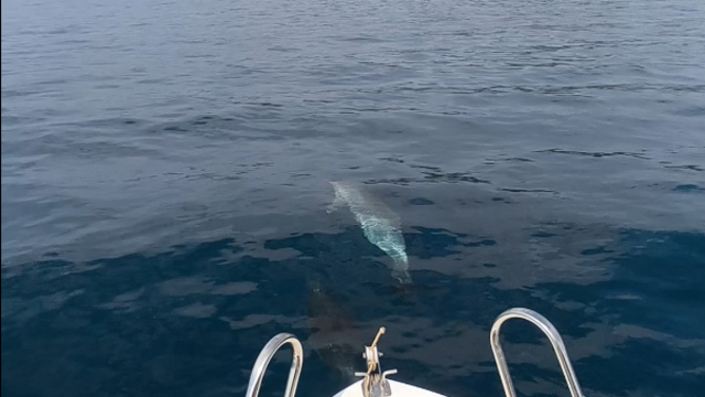Saros'ta teknenin yanında yüzen yunuslar kamerada