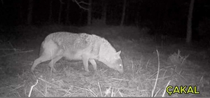 Ormanlara kurduğu fotokapanla yaban hayvanlarını görüntülüyor