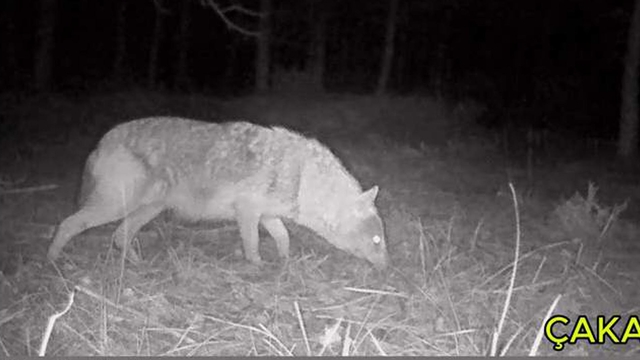 Ormanlara kurduğu fotokapanla yaban hayvanlarını görüntülüyor