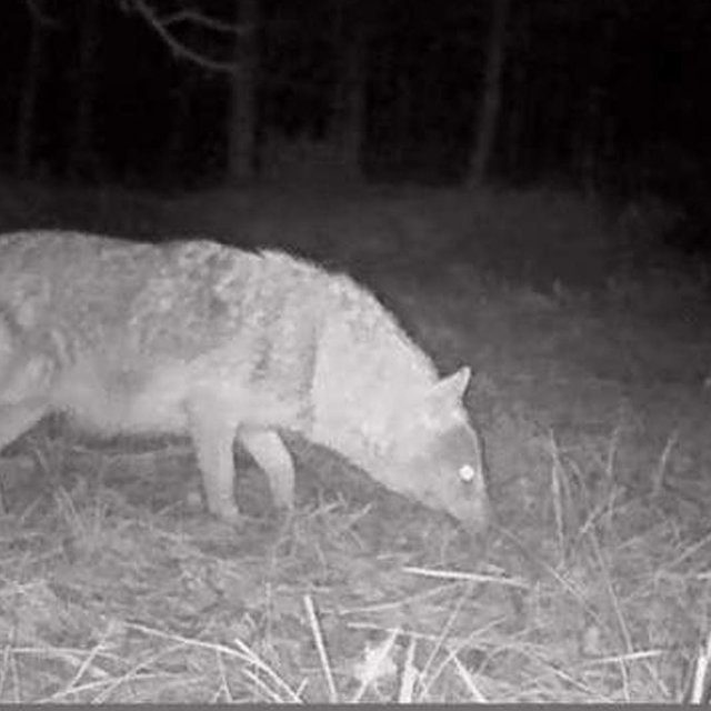 Ormanlara kurduğu fotokapanla yaban hayvanlarını görüntülüyor