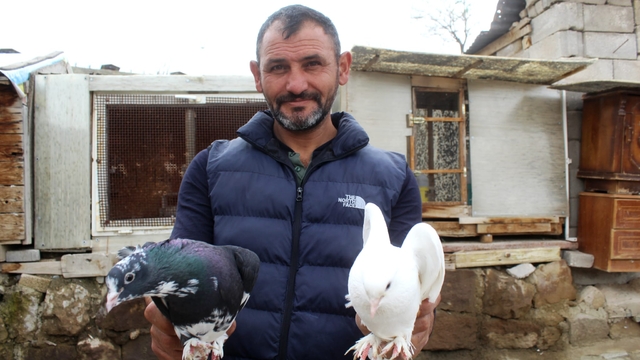 Hobi olarak başladığı güvercin tutkusunu 35 yıldır sürdürüyor
