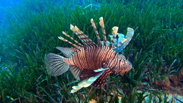 Akdeniz'deki istilacı türler, besin zincirinde çıkmaz yol oluşturuyor